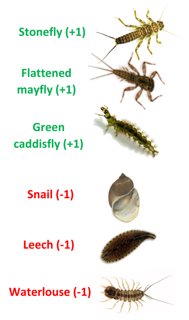 the invertebrates used in the CSSI method for assessing stream quality